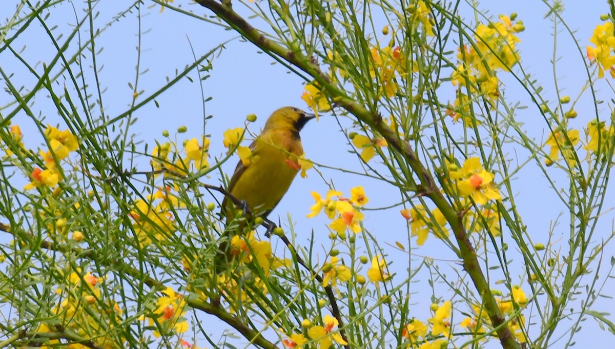 Orchard Oriole - ML99241301