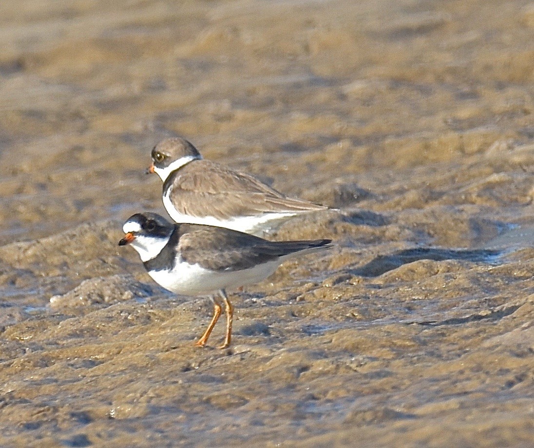 Semipalmated Plover - ML99241631