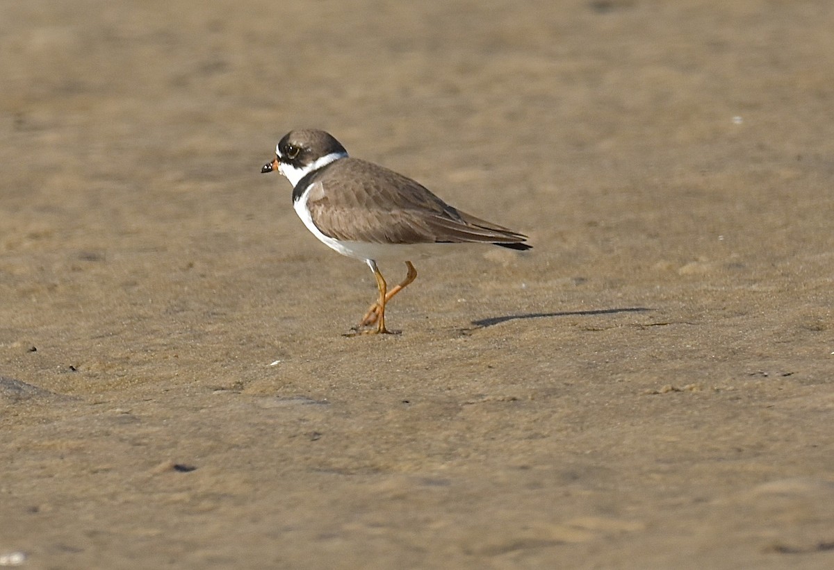 Semipalmated Plover - ML99241641