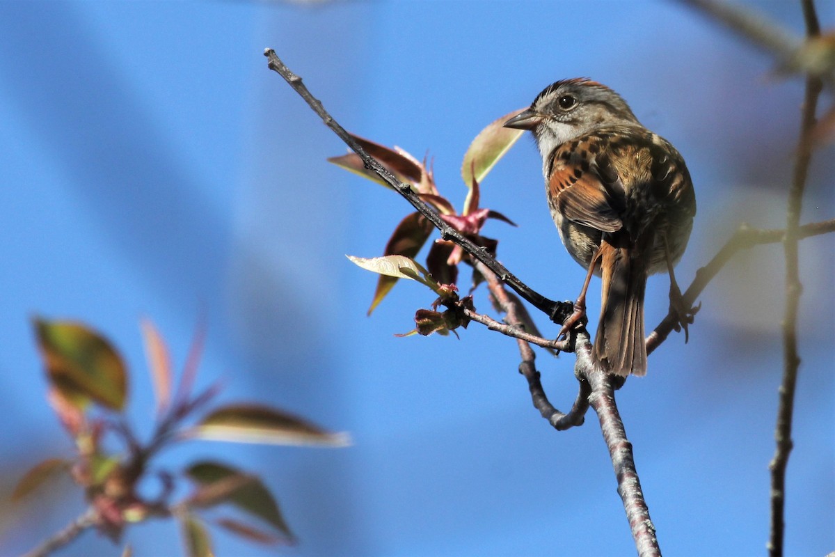 Swamp Sparrow - Margaret Viens