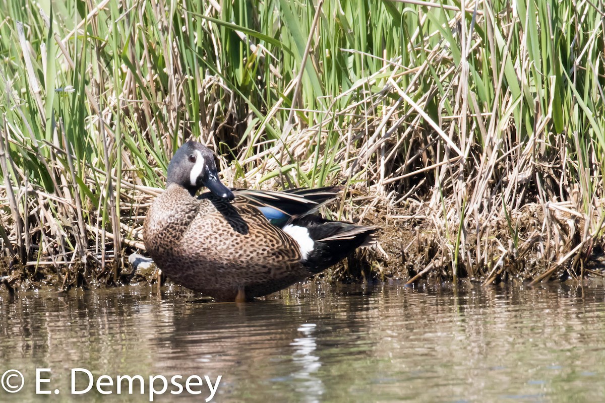 Blue-winged Teal - Ethel Dempsey