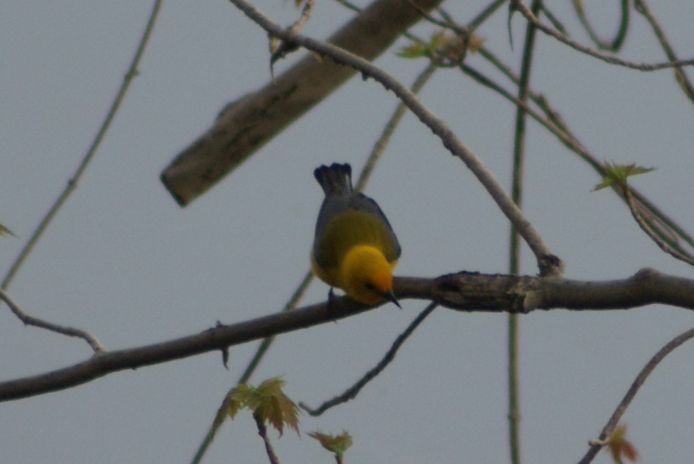 Prothonotary Warbler - Ethan Kibbey