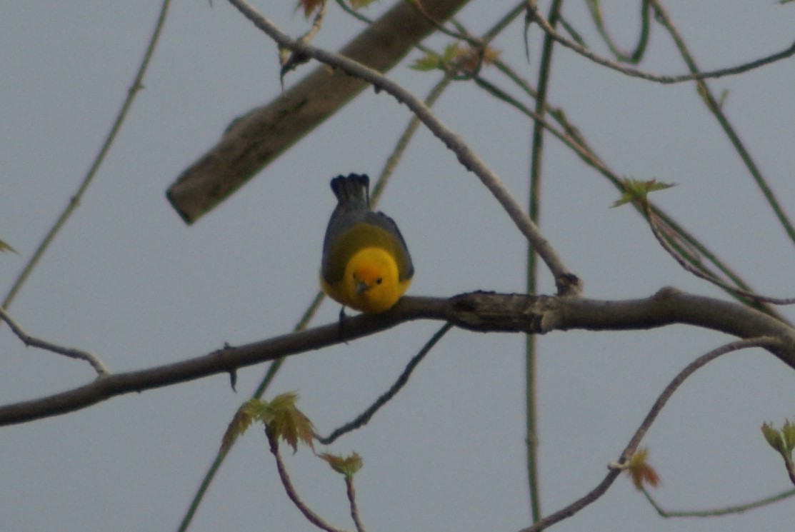 Prothonotary Warbler - Ethan Kibbey