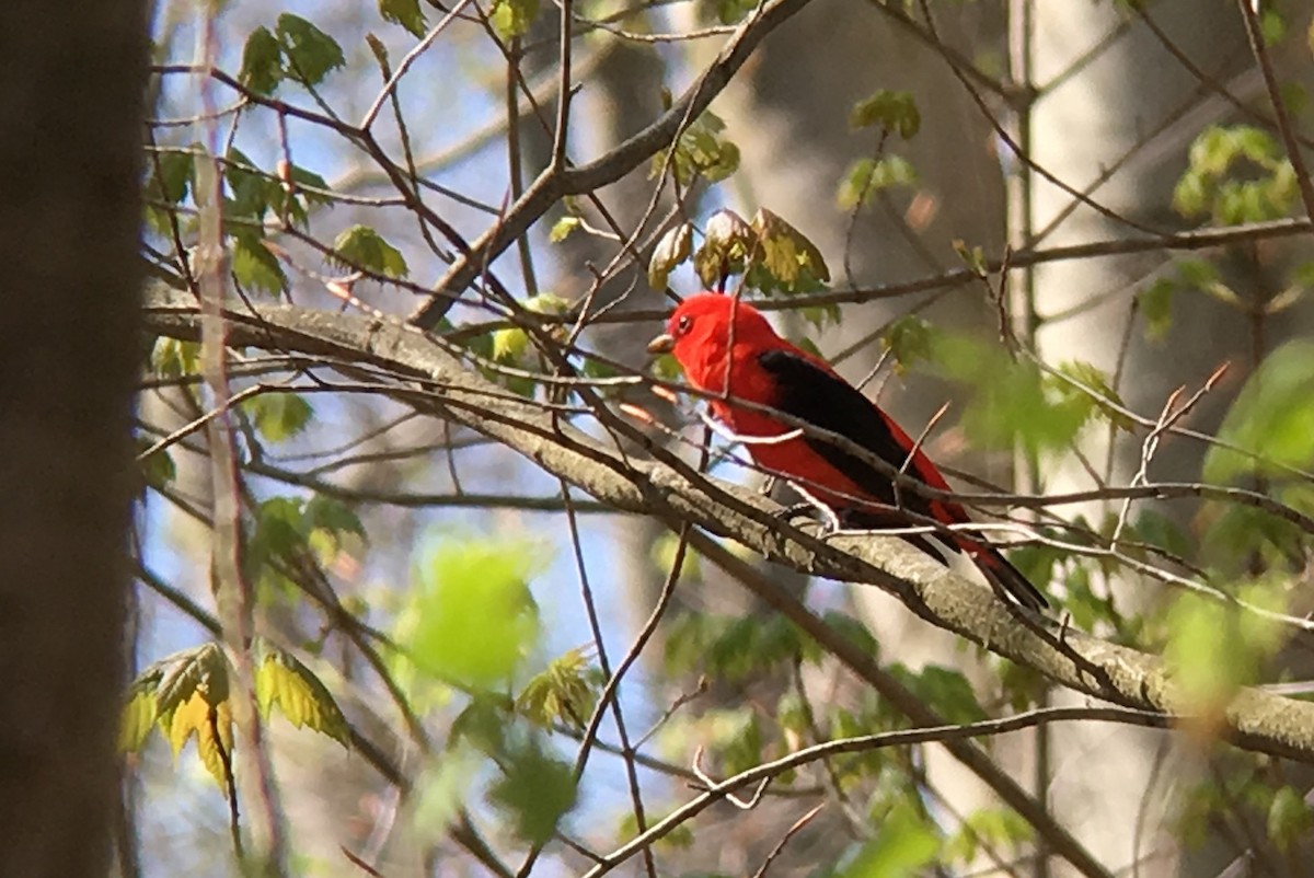 Scarlet Tanager - ML99246291