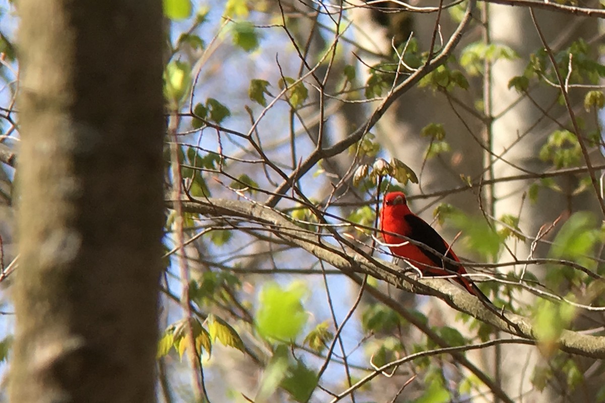 Scarlet Tanager - ML99246301