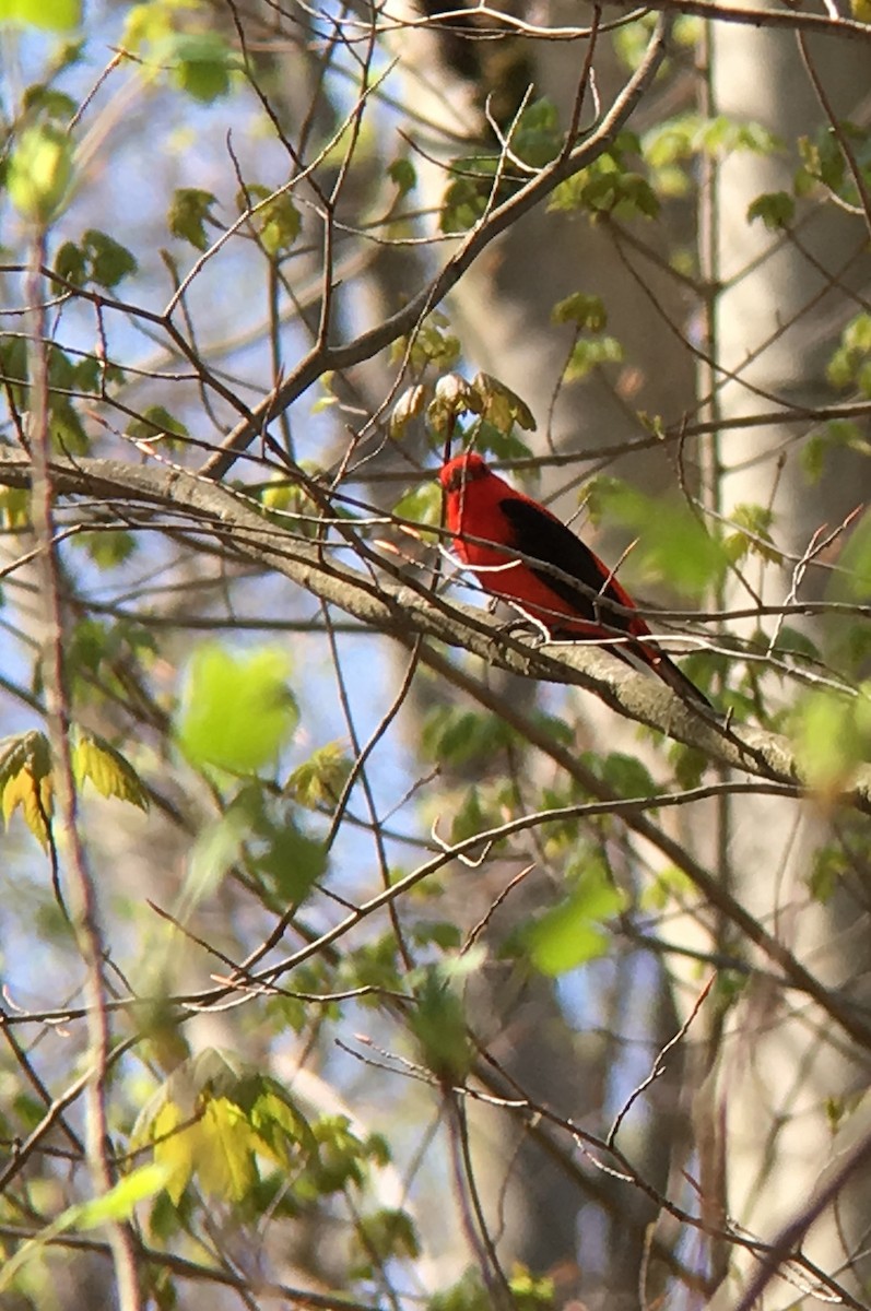 Scarlet Tanager - ML99246311
