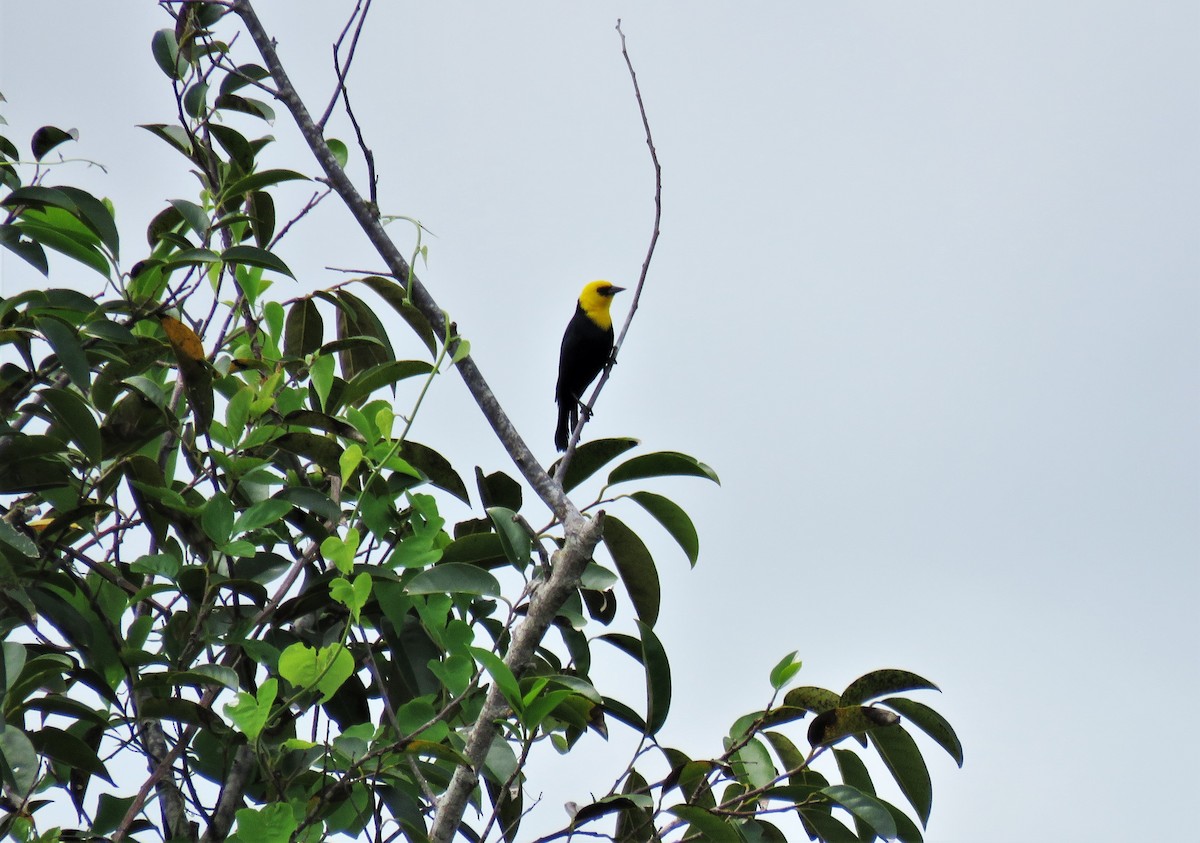 Yellow-hooded Blackbird - ML99247541