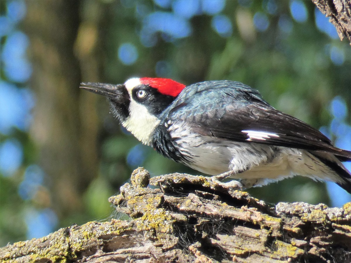 Acorn Woodpecker - ML99248311
