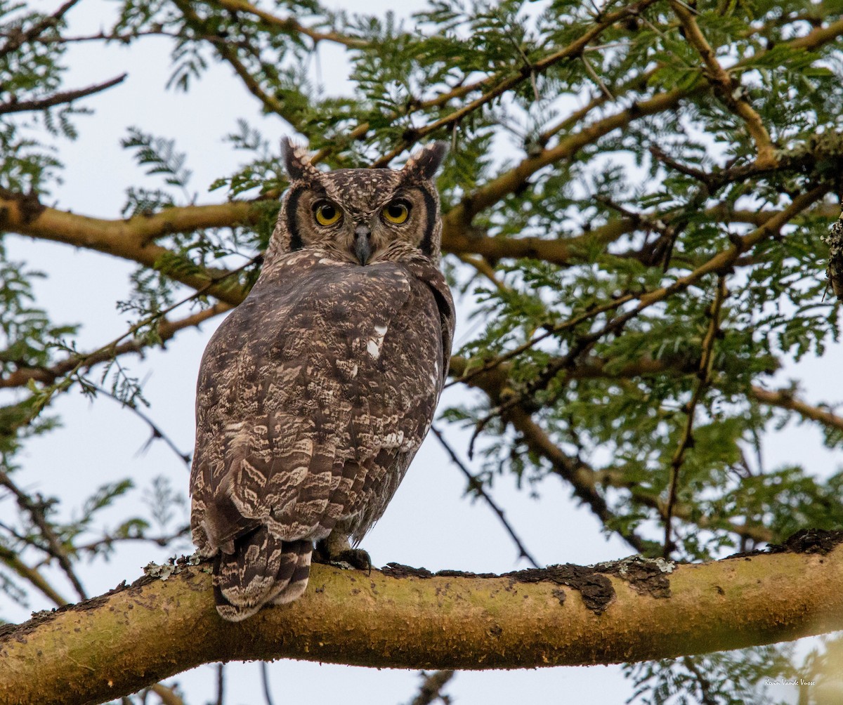 Spotted Eagle-Owl - ML99249841
