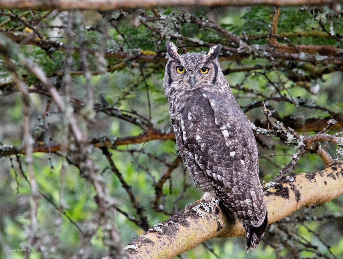 Spotted Eagle-Owl - Kevin Vande Vusse