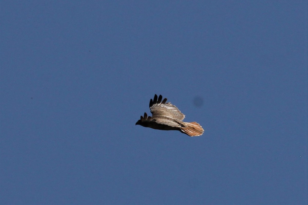 Red-tailed Hawk - ML99250741