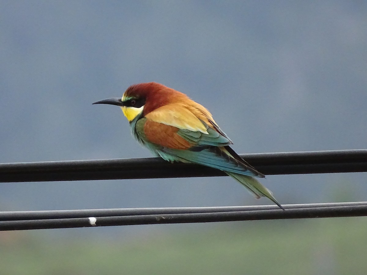 European Bee-eater - Èlia Albert Hernàndez
