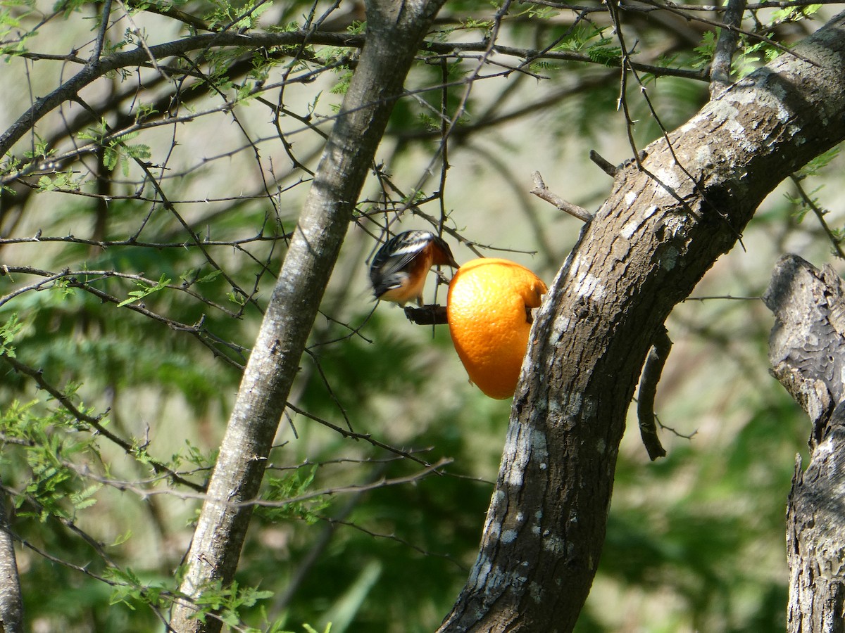 Bay-breasted Warbler - Al Guarente