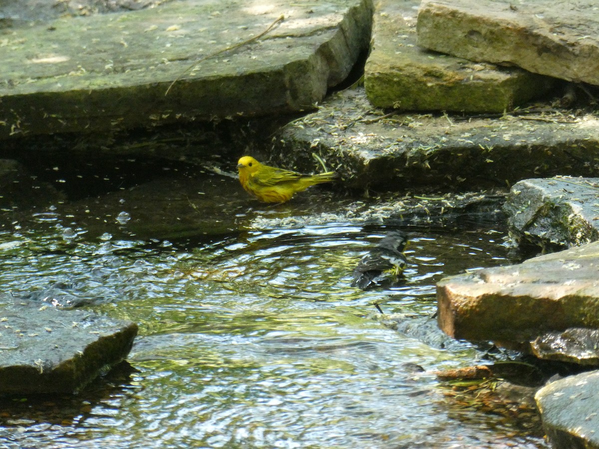 Yellow Warbler - ML99255531