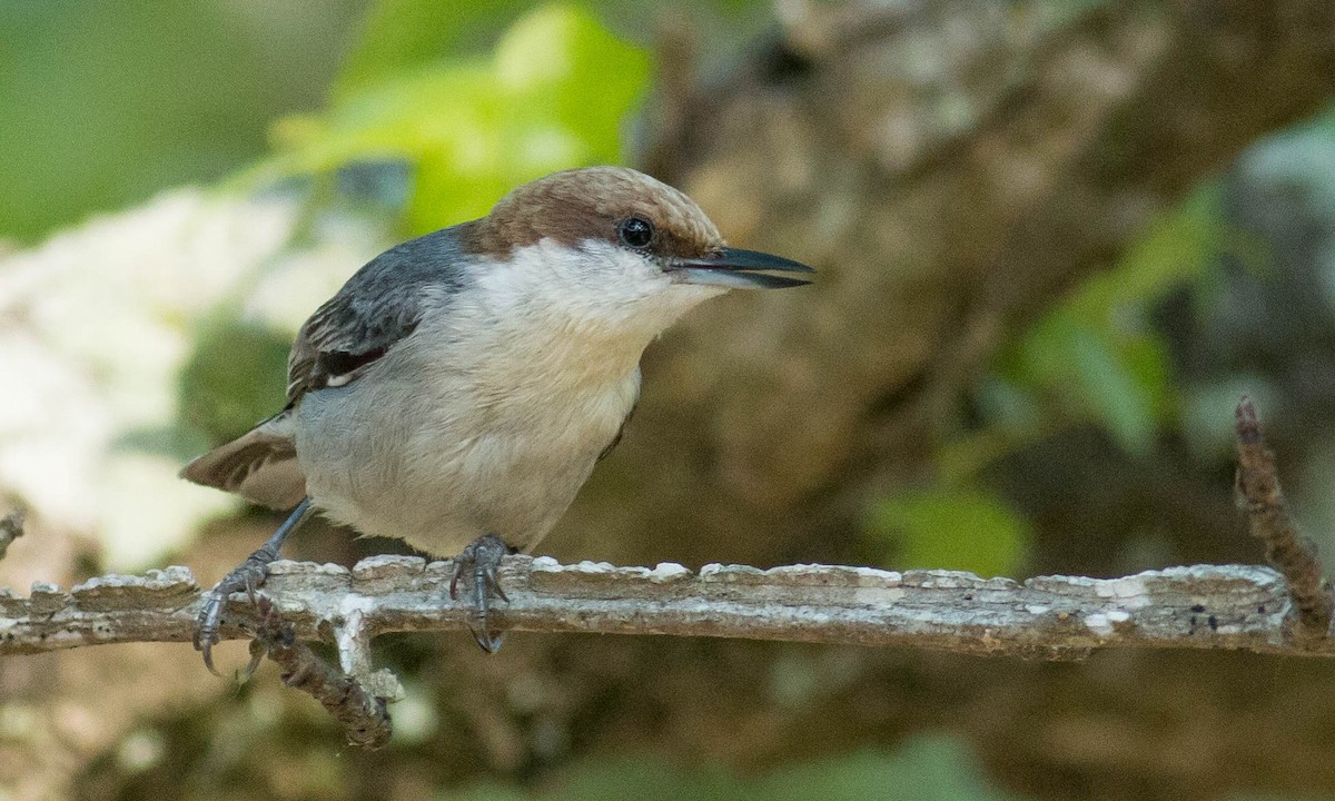 Brown-headed Nuthatch - ML99256601