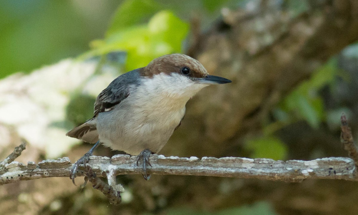 Brown-headed Nuthatch - ML99256611