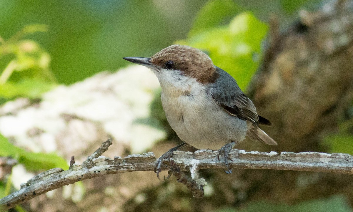 Brown-headed Nuthatch - ML99256631