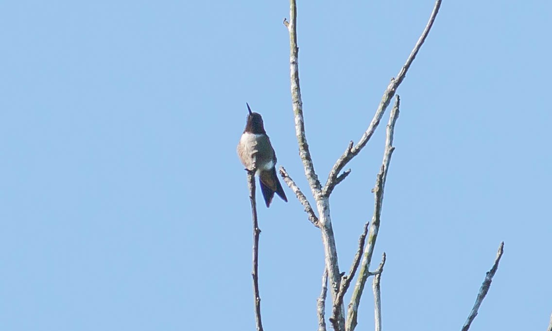 Ruby-throated Hummingbird - Paul Fenwick