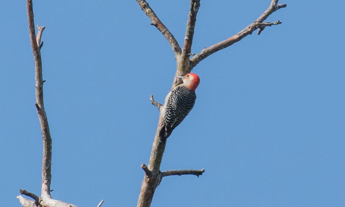Red-bellied Woodpecker - Paul Fenwick