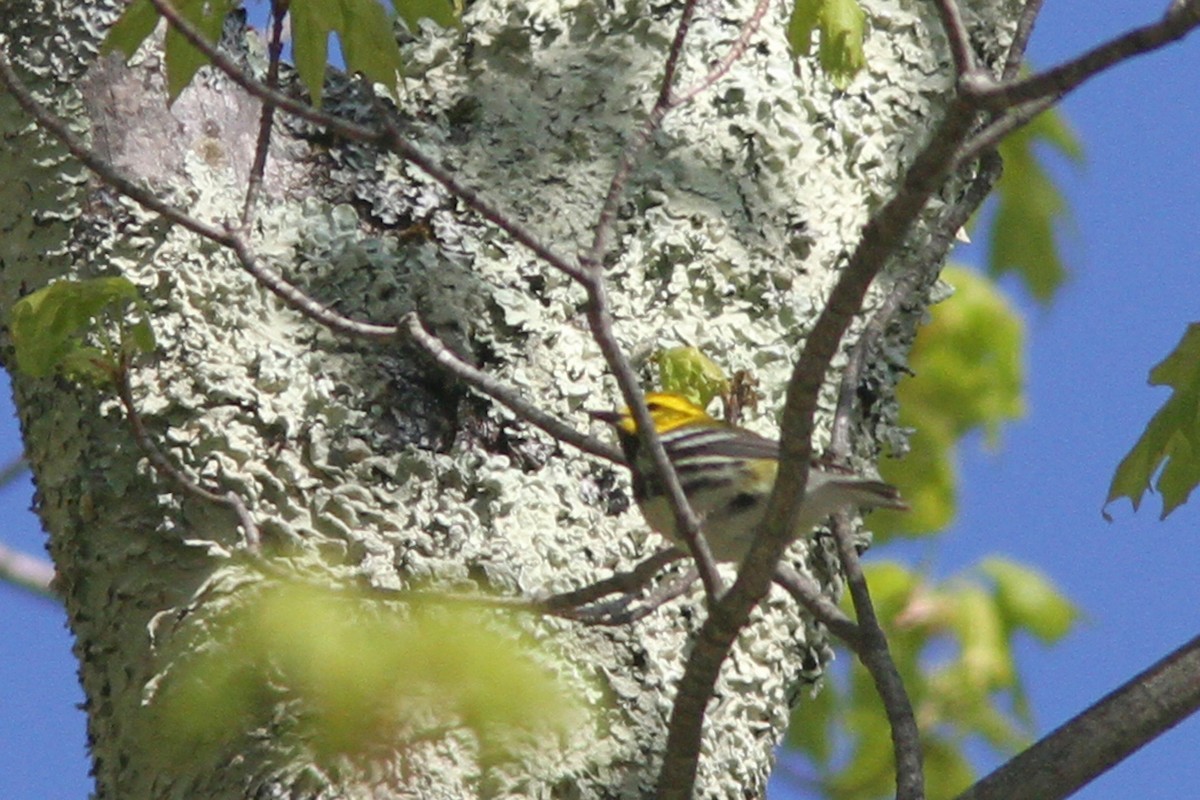 Black-throated Green Warbler - Larry Therrien