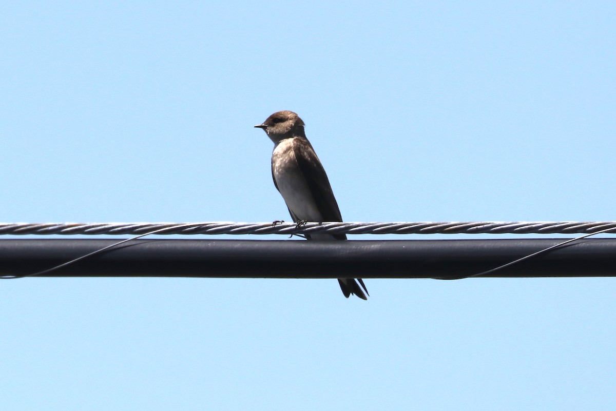 Northern Rough-winged Swallow - ML99262131