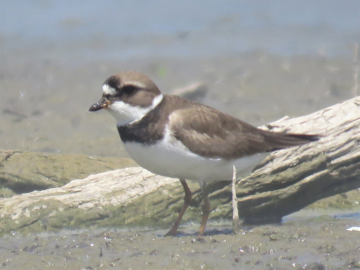 Semipalmated Plover - Mike Ferguson