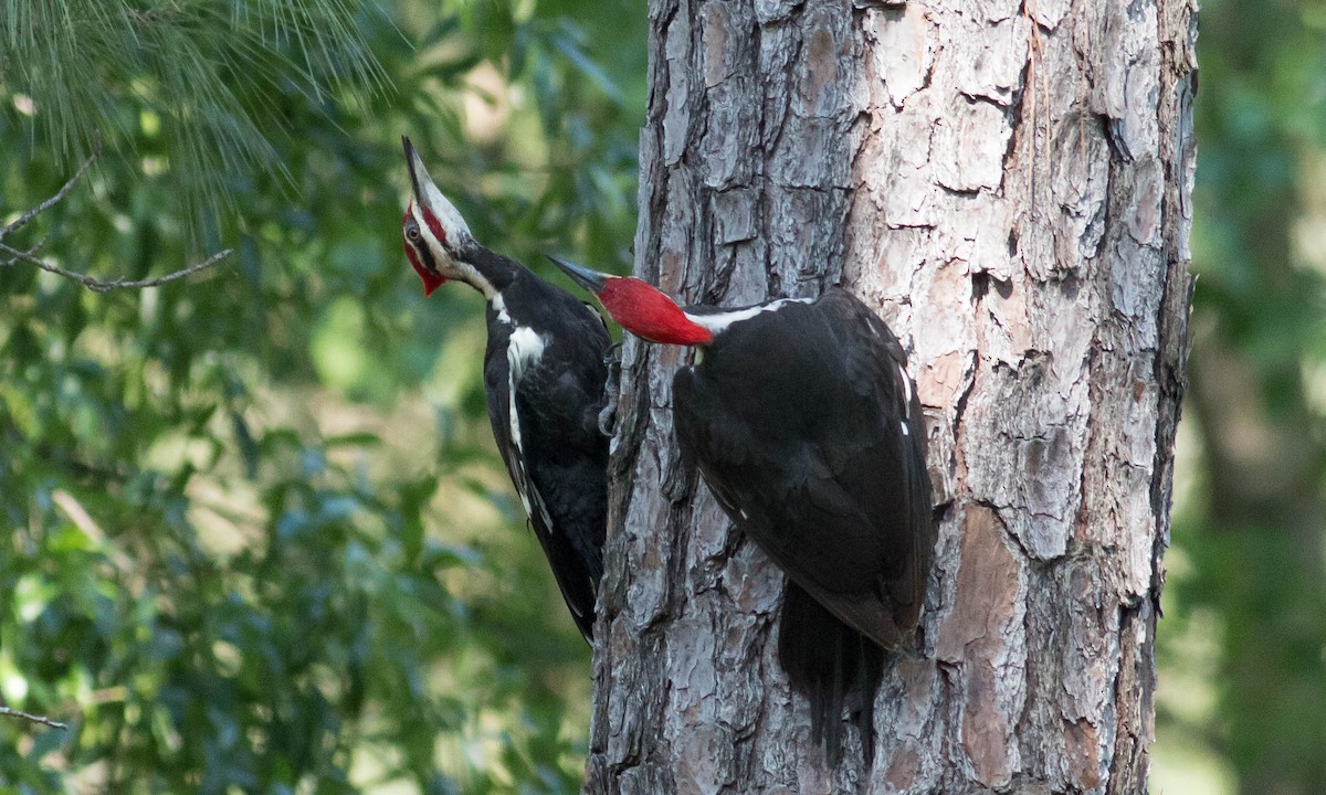 Pileated Woodpecker - Paul Fenwick