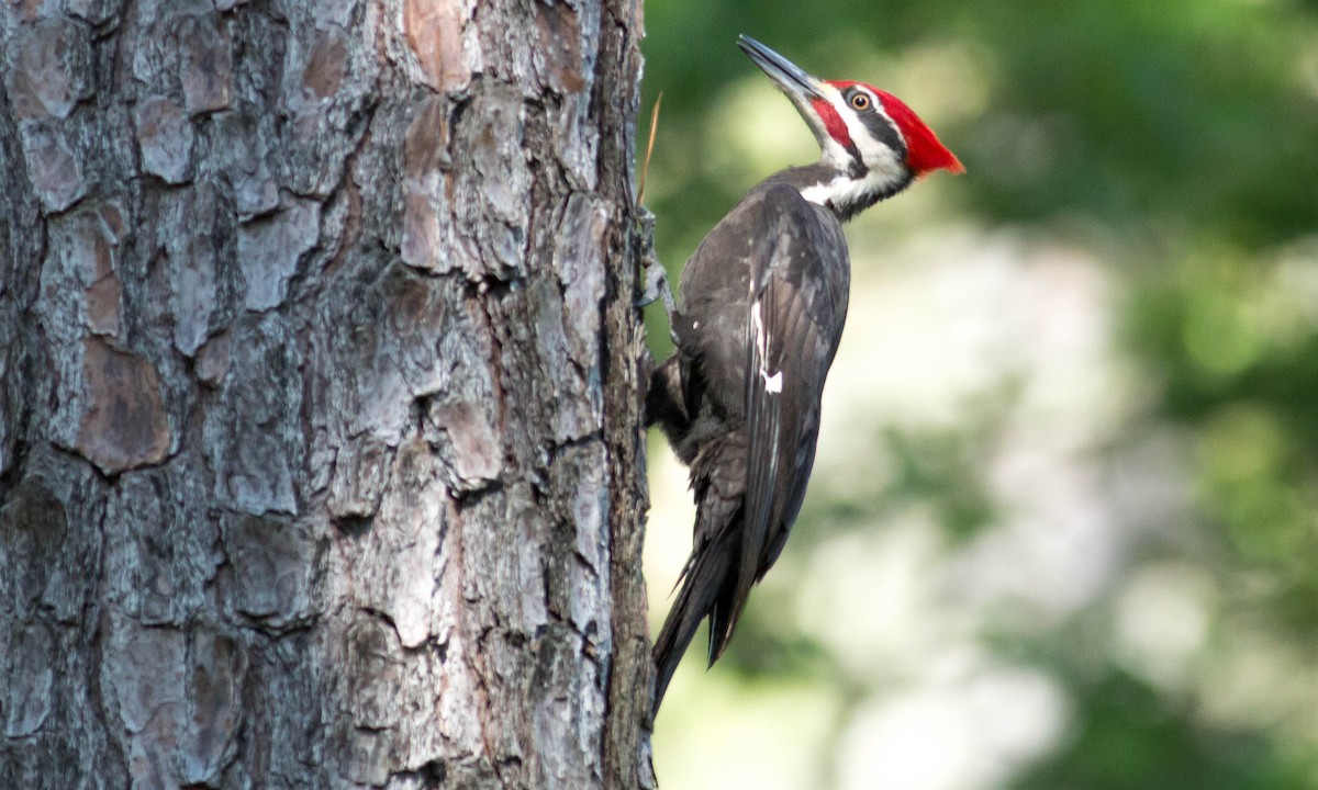 Pileated Woodpecker - Paul Fenwick