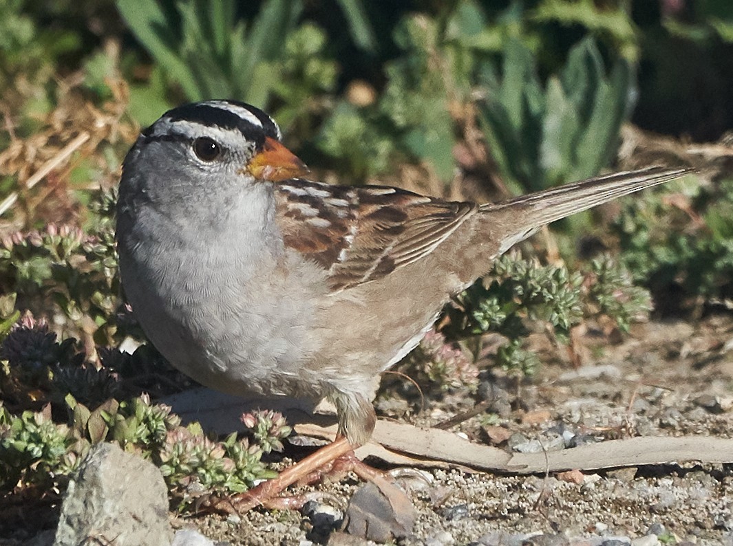 White-crowned Sparrow (Gambel's) - ML99268831