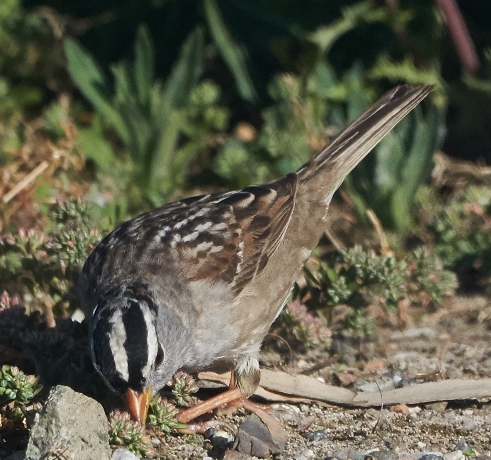 White-crowned Sparrow (Gambel's) - ML99268841