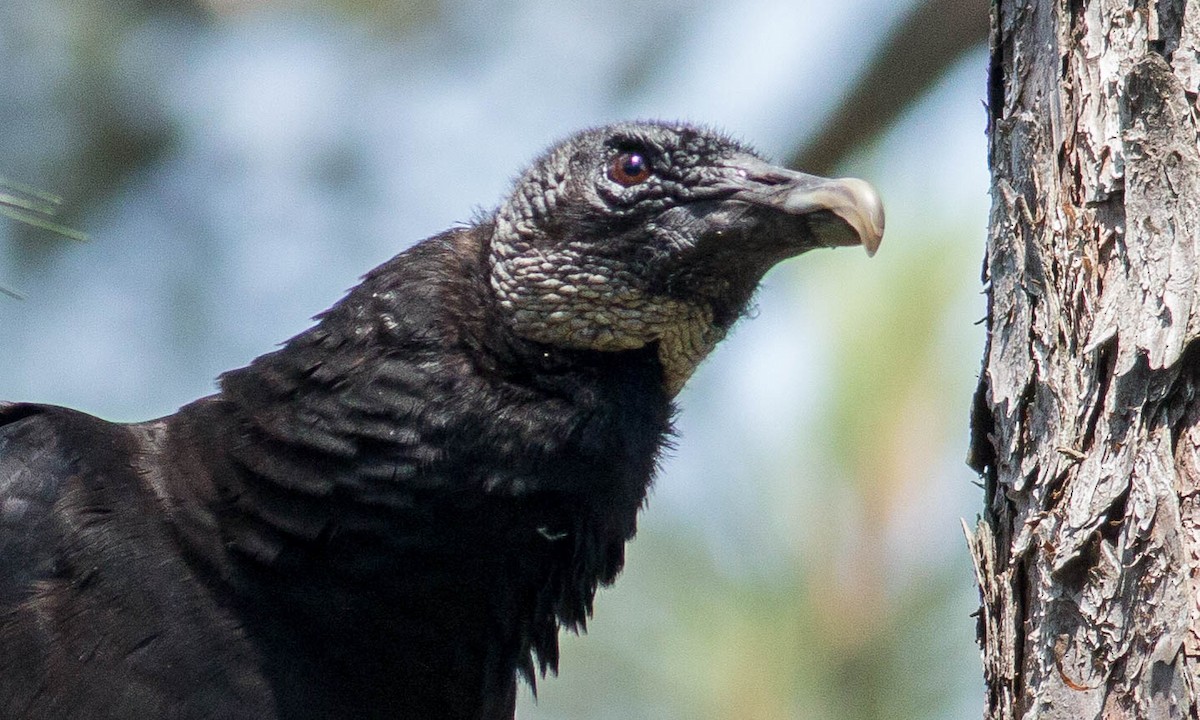 Black Vulture - Paul Fenwick