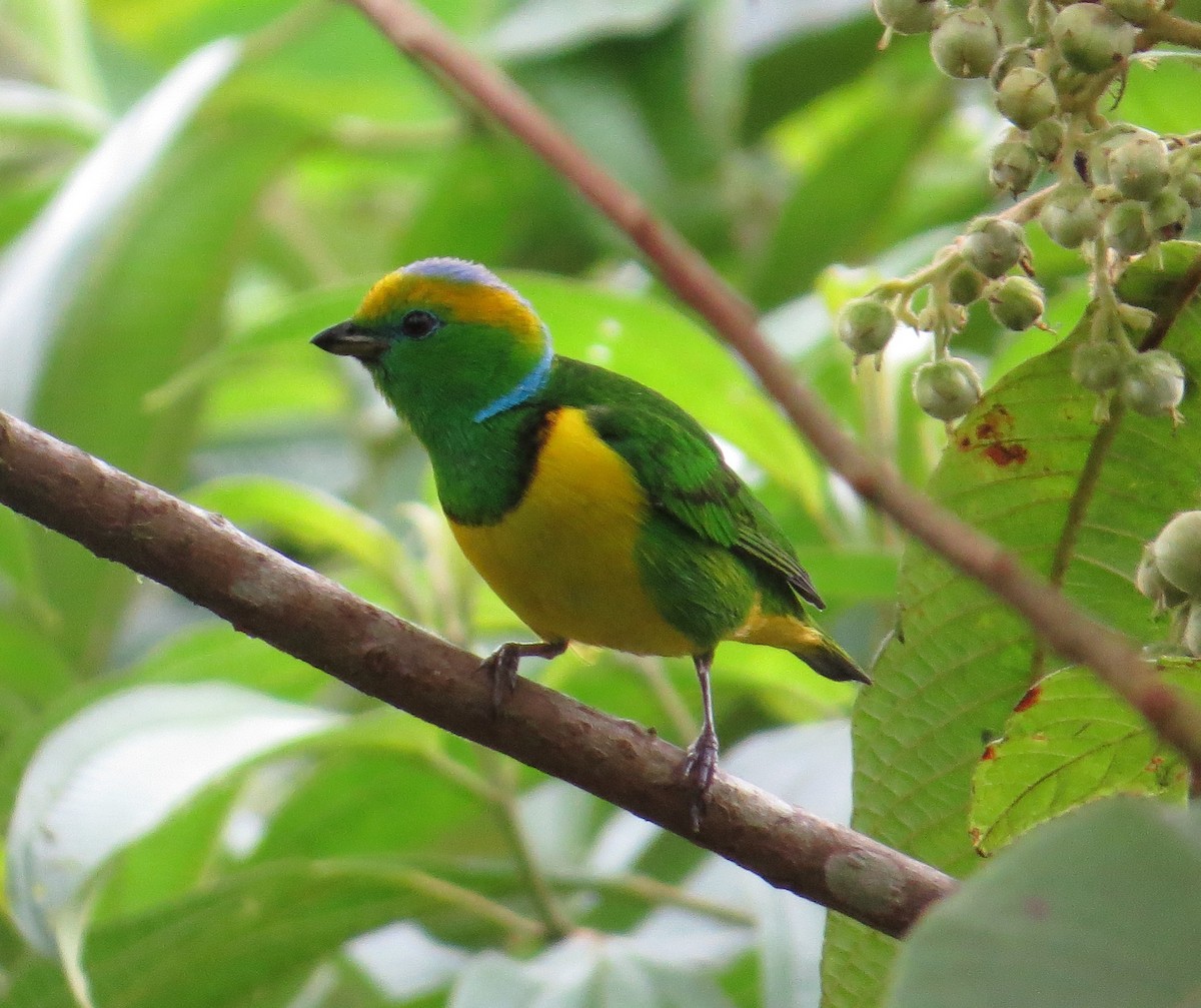 Golden-browed Chlorophonia - Brittany O'Connor