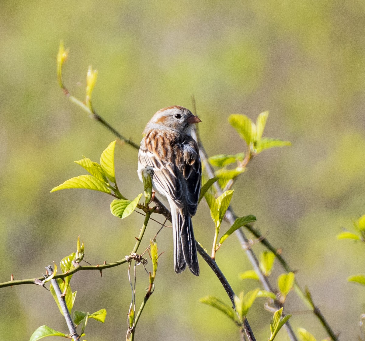 Field Sparrow - Jason Platt