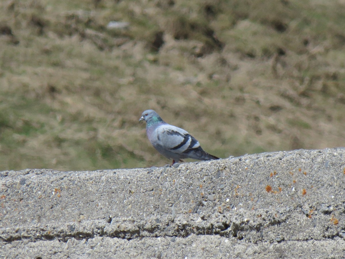 Rock Pigeon (Wild type) - ML99278401
