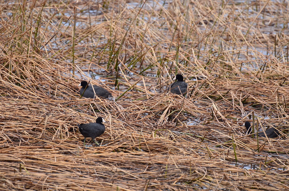 American Coot - Holly Petit