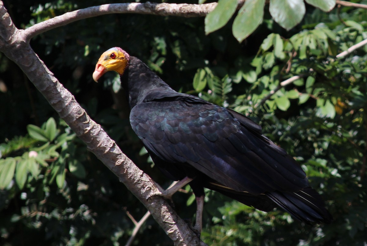 Greater Yellow-headed Vulture - ML99279921