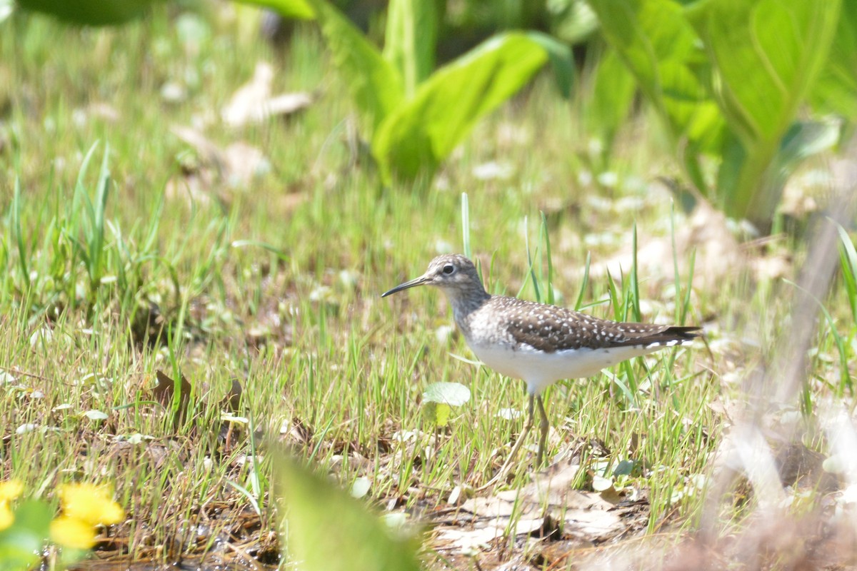 Solitary Sandpiper - Ethan Lai