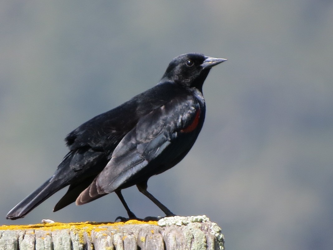 Red-winged Blackbird (California Bicolored) - Garth Harwood