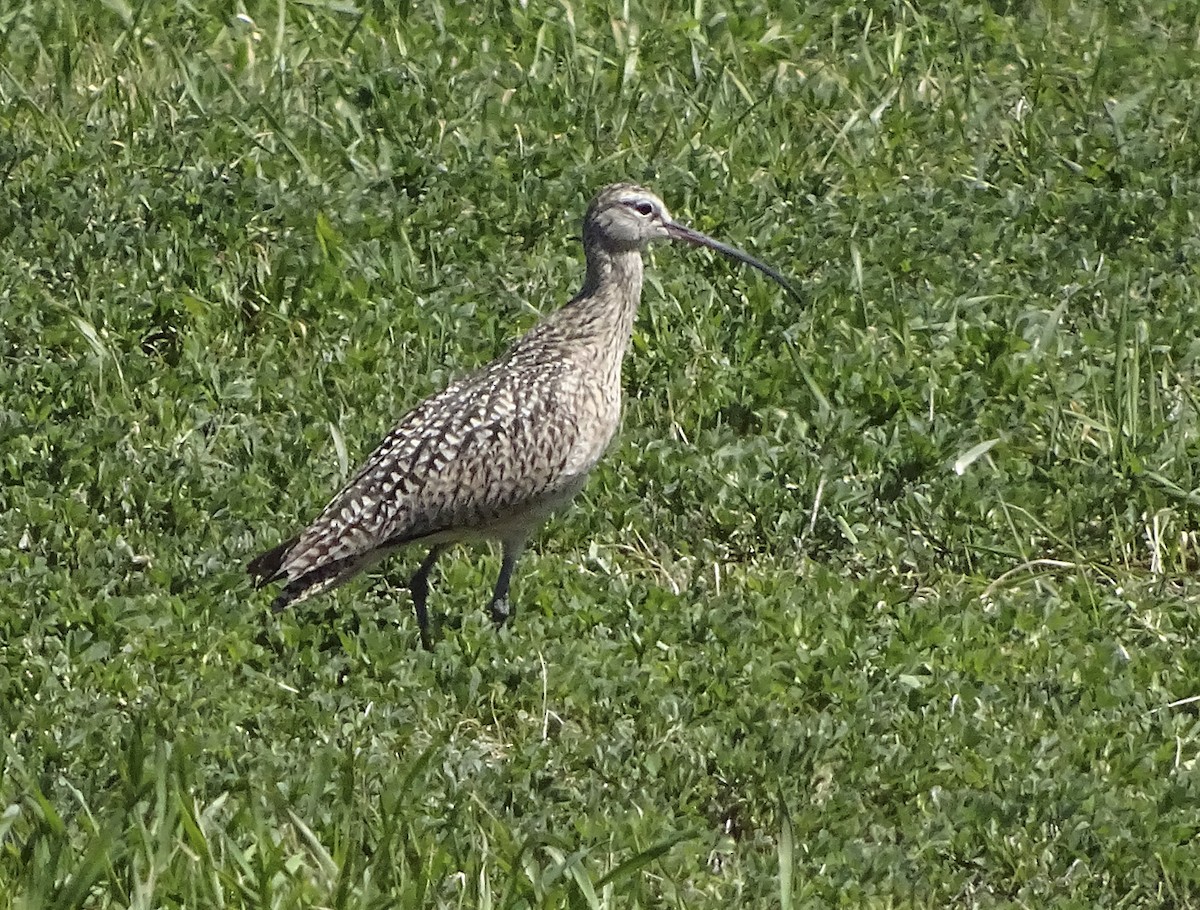 Long-billed Curlew - ML99282701