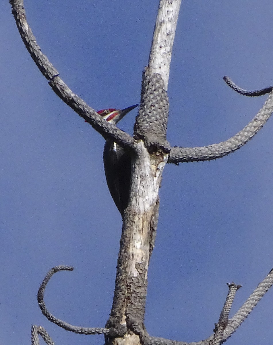 Pileated Woodpecker - Nancy Overholtz