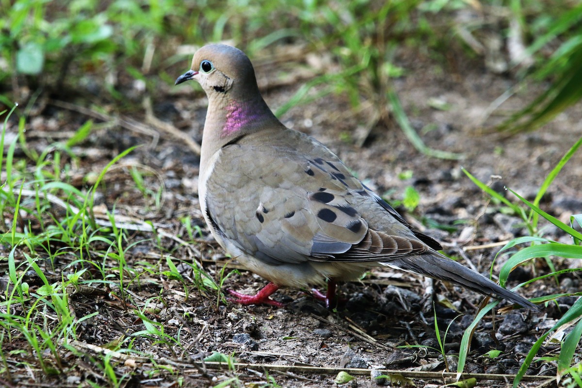 Mourning Dove - Ann Vaughan