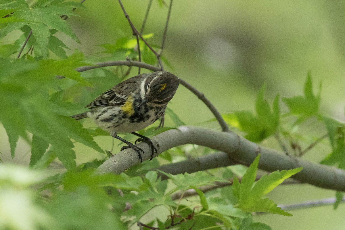 Yellow-rumped Warbler (Myrtle) - Doug Gochfeld