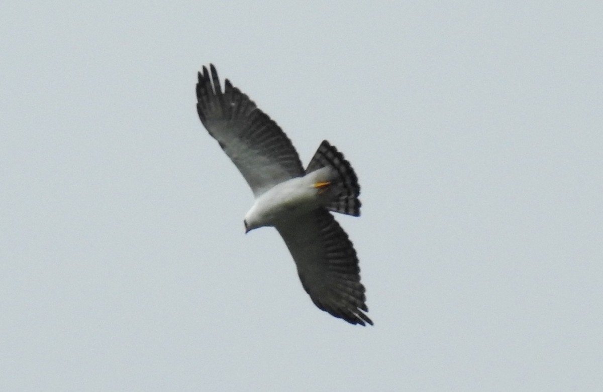 Black-and-white Hawk-Eagle - ML99285101