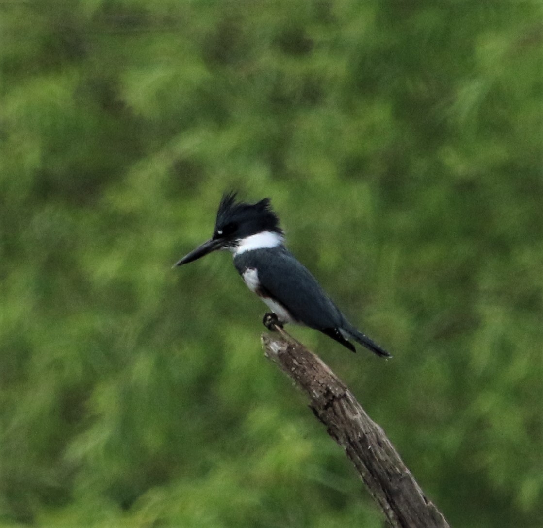 Belted Kingfisher - Ann Vaughan
