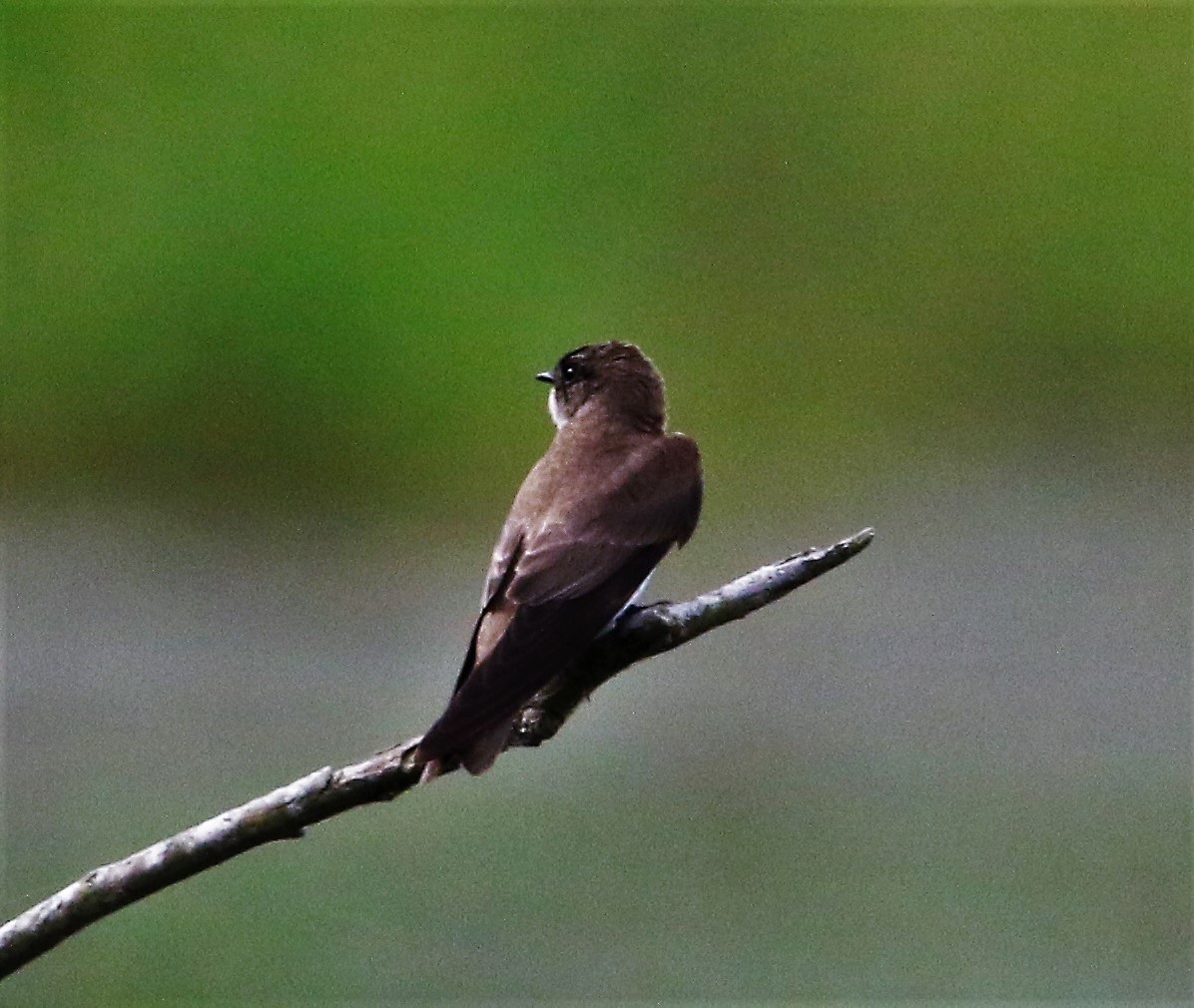 Northern Rough-winged Swallow - Ann Vaughan