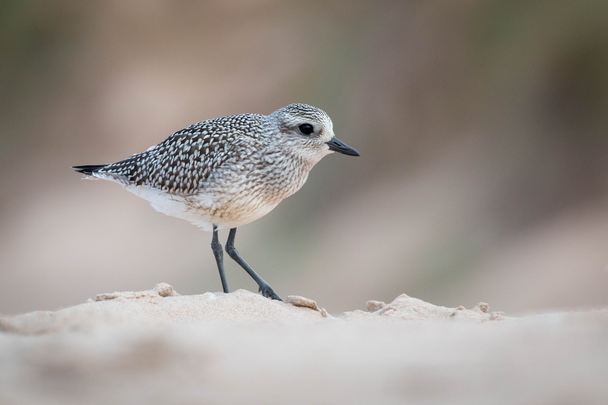 Black-bellied Plover