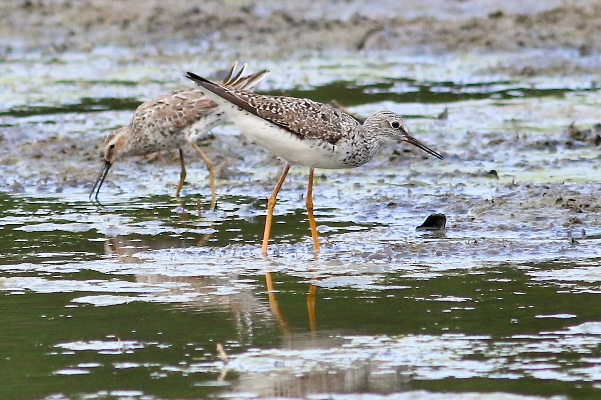 Lesser Yellowlegs - Jeff O'Connell