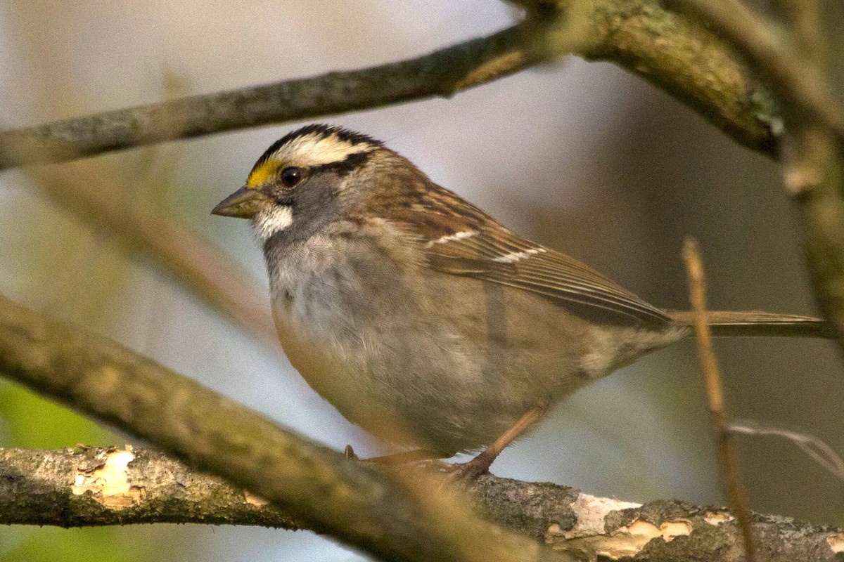 White-throated Sparrow - Michael Bowen
