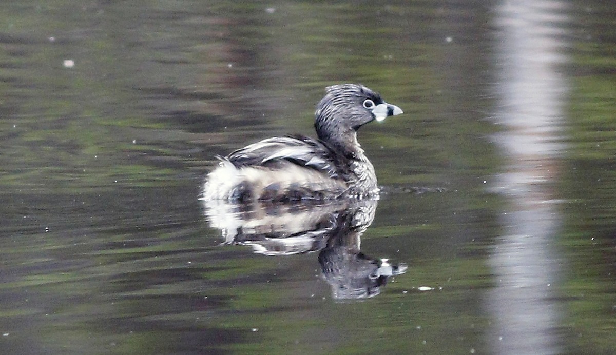 Pied-billed Grebe - Gary Jarvis