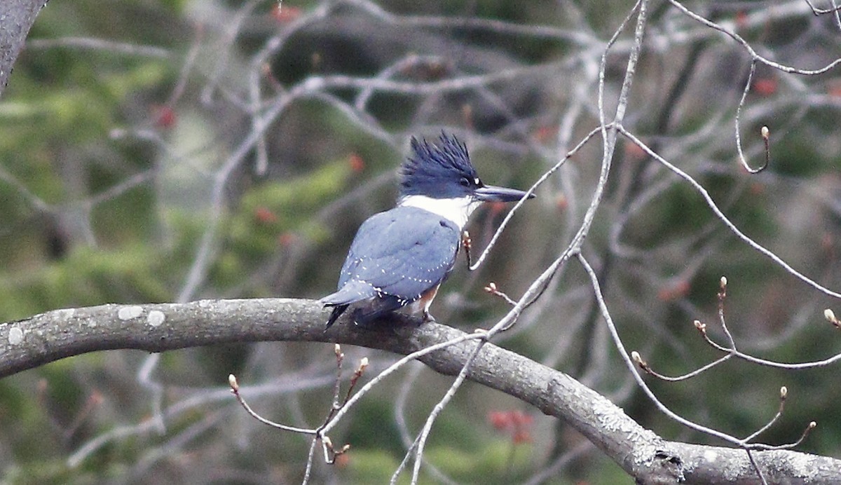 Belted Kingfisher - Gary Jarvis